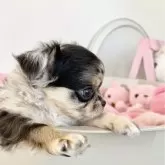 チワワ(ロング)【群馬県・男の子・2025年9月21日・ブルーマール】の写真11