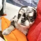 チワワ(ロング)【群馬県・男の子・2025年9月21日・ブルーマール】の写真12