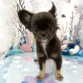 チワワ(ロング)【群馬県・女の子・2025年4月15日・ブラックタン】の写真6