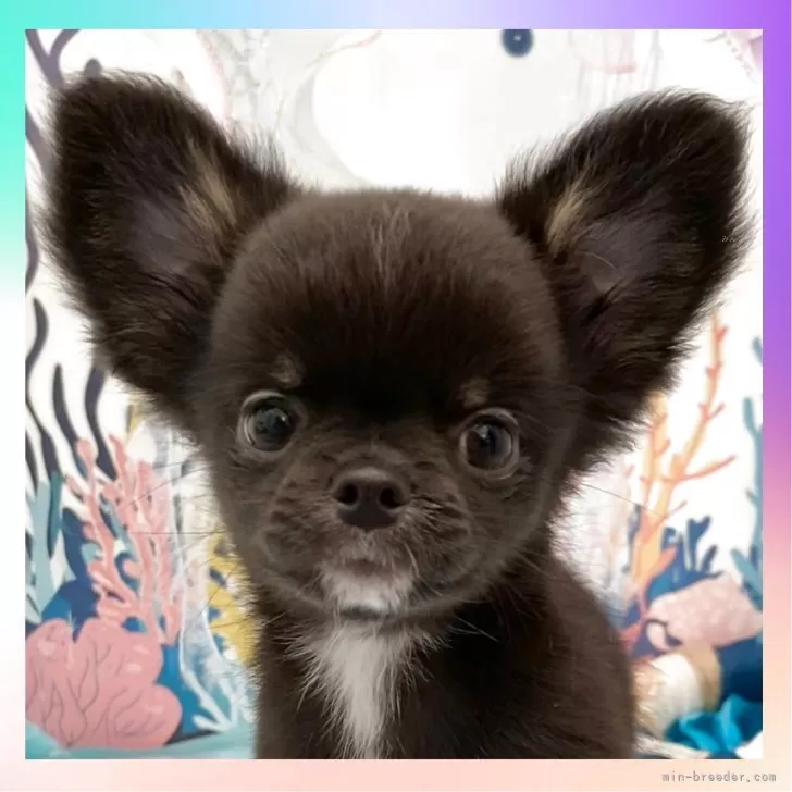 ID:2506-01190の子犬