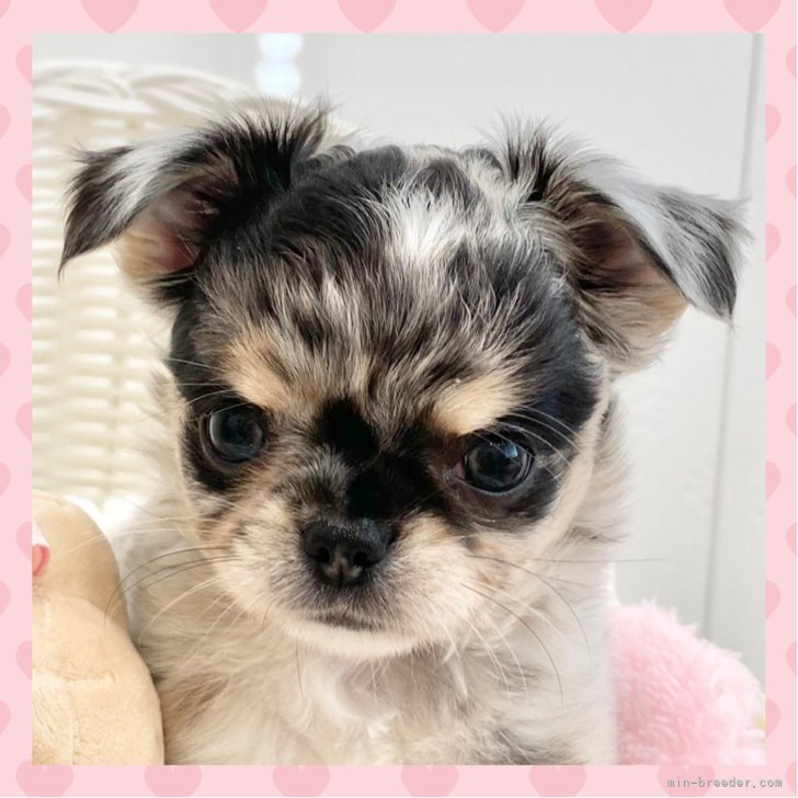 ブリーダー画像