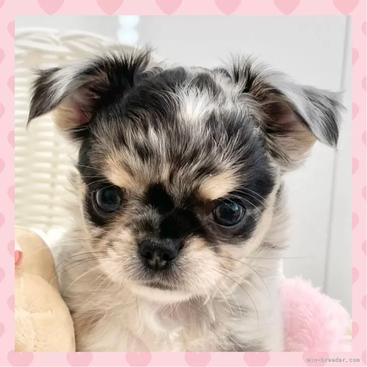 チワワ(ロング)【群馬県・男の子・2025年9月21日・ブルーマール】の写真1「体重810g（11/15現在）おっとりマイペースです！」