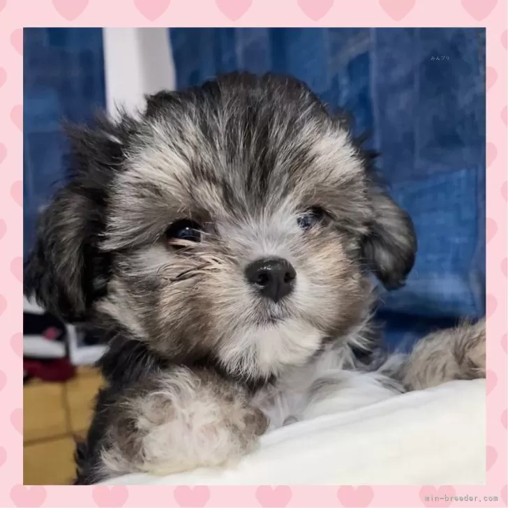 ID:2503-06343の子犬