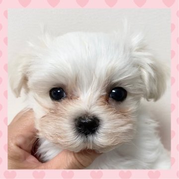 マルチーズ【群馬県・男の子・2025年4月16日・ホワイト】の写真「四角いお顔がかわいい️💙」