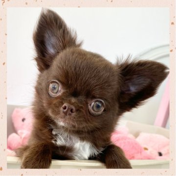 チワワ(ロング)【群馬県・女の子・2025年9月1日・チョコレート】の写真「チョコソリッド、瞳が綺麗なドワーフちゃん🩷」