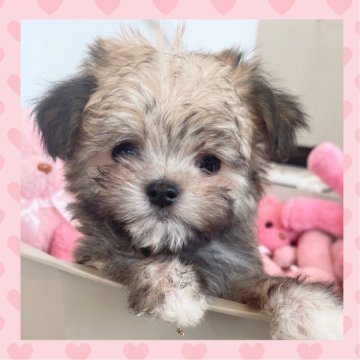 チワマル(マルチーズ×チワワ)【群馬県・男の子・2025年1月28日・レッド】の写真「クマのぬいぐるみみたいにカワイイぼくちゃん🧸」