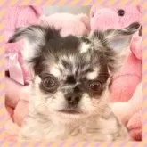 チワワ(ロング)