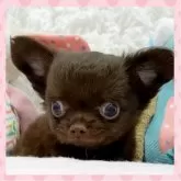 チワワ(ロング)
