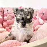 チワワ(ロング)【群馬県・男の子・2025年9月21日・ブルーマール】の写真5