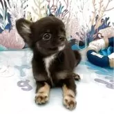 チワワ(ロング)【群馬県・女の子・2025年4月15日・ブラックタン】の写真7