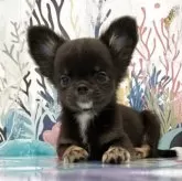 チワワ(ロング)【群馬県・女の子・2025年4月15日・ブラックタン】の写真4