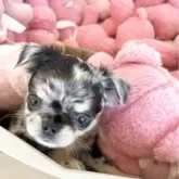 チワワ(ロング)【群馬県・男の子・2025年9月21日・ブルーマール】の写真8