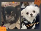 チワワ(ロング)【群馬県・男の子・2024年9月7日・チョコレートクリーム】の写真5「パパ🫶ママ」