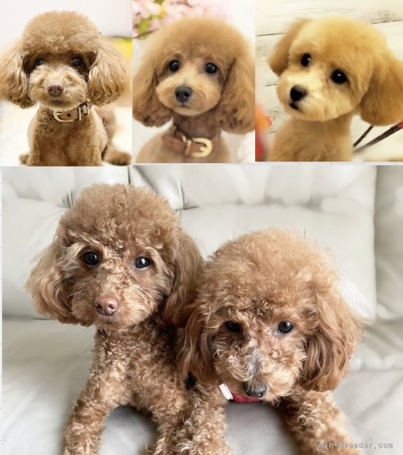 畠山　和子(はたけやま　かずこ)ブリーダー(宮城県・トイプードル・JKC登録)の紹介写真2