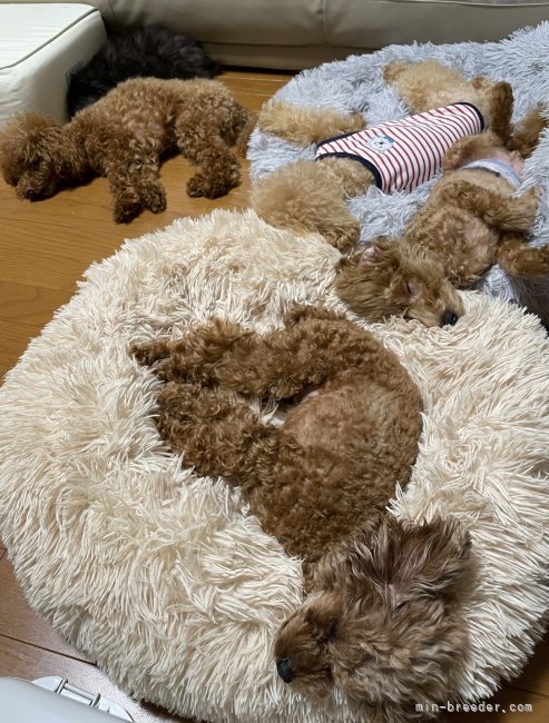 畠山　和子(はたけやま　かずこ)ブリーダー(宮城県・トイプードル・JKC登録)の紹介写真3