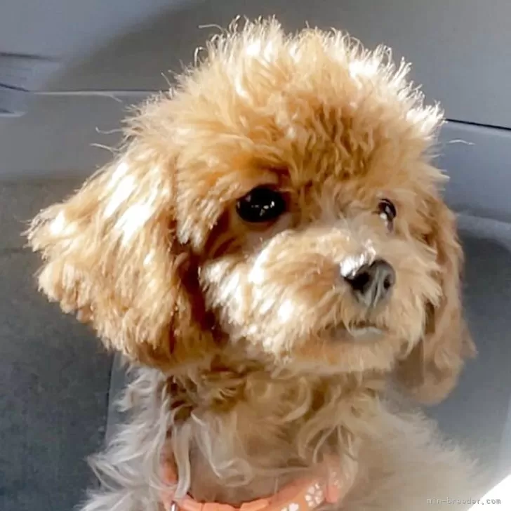 トイプードル(トイ)【宮城県・女の子・2025年7月8日・レッド】の写真1