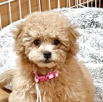 トイプードル(トイ)【宮城県・女の子・2025年7月21日・レッド】の写真「かまってちゃん😊💓」