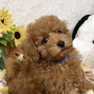 トイプードル(トイ)【宮城県・男の子・2025年7月15日・レッド】の写真「おっとりした男の子💓」