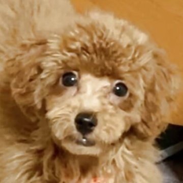 トイプードル(トイ)【宮城県・女の子・2025年7月8日・レッド】の写真「愛嬌抜群な女の子💕」