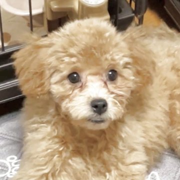 トイプードル(トイ)【宮城県・女の子・2025年7月21日・レッド】の写真「かまってちゃん😊💓」