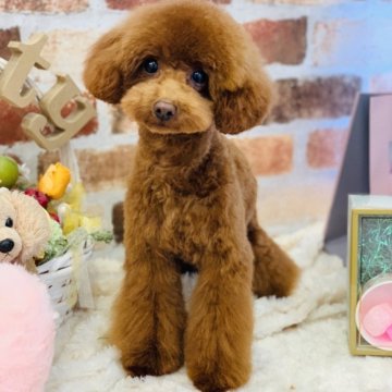 トイプードル(タイニー)【宮城県・男の子・2024年6月17日・レッド】の写真「2/9現在 1.97Kgの小さな男の子💕」