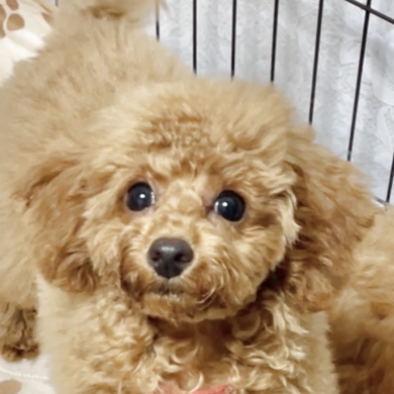 トイプードル(トイ)【宮城県・女の子・2025年7月15日・レッド】の写真「活発な女の子💕」