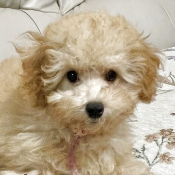 トイプードル(トイ)【宮城県・女の子・2025年7月21日・アプリコット】の写真「活発な女の子😊」