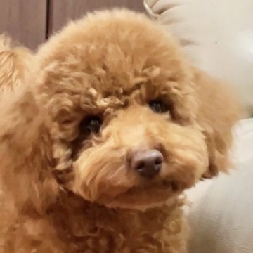 トイプードル(トイ)【宮城県・男の子・2024年6月17日・レッド】の写真「おっとりと甘えてくる癒し系男の子💕」