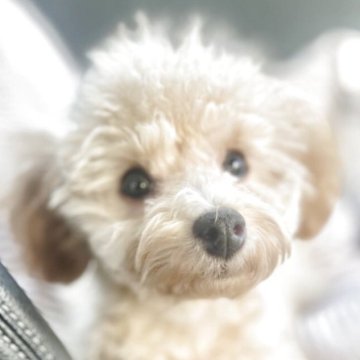 トイプードル(トイ)【宮城県・女の子・2025年7月21日・アプリコット】の写真「活発な女の子😊」