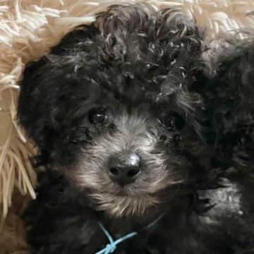 トイプードル(ティーカップ)【宮城県・男の子・2024年9月24日・シルバー】の写真「くりくりお目目がかわいい男の子」