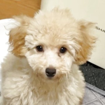トイプードル(トイ)【宮城県・女の子・2025年7月21日・アプリコット】の写真「活発な女の子😊」