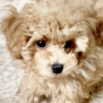 トイプードル(タイニー)【宮城県・女の子・2025年1月3日・アプリコット】の写真「好奇心旺盛な活発な女の子💓」