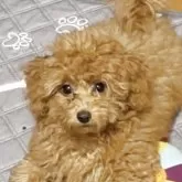 トイプードル(トイ)