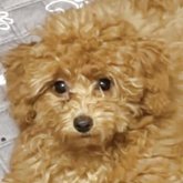 トイプードル(トイ)