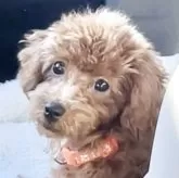 トイプードル(トイ)