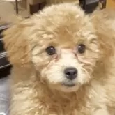 トイプードル(トイ)