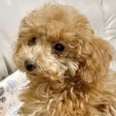 トイプードル(トイ)