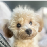 トイプードル(トイ)