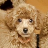 トイプードル(トイ)