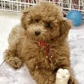 トイプードル(トイ)【宮城県・女の子・2025年7月15日・レッド】の写真2