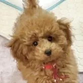 トイプードル(トイ)【宮城県・女の子・2025年7月15日・レッド】の写真3