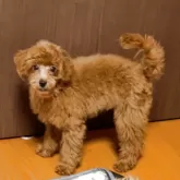 トイプードル(トイ)【宮城県・女の子・2025年7月8日・レッド】の写真2