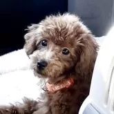 トイプードル(トイ)【宮城県・女の子・2025年7月8日・レッド】の写真3