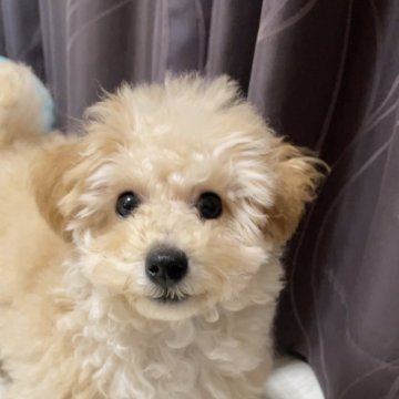 トイプードル(トイ)【宮城県・男の子・2023年11月29日・クリーム】の写真「やんちゃなドワーフタイプの男の子💕」