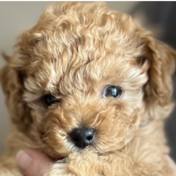 トイプードル(タイニー)【宮城県・男の子・2023年11月29日・アプリコット】の写真「小さいけどガッツのあるドワーフ君」