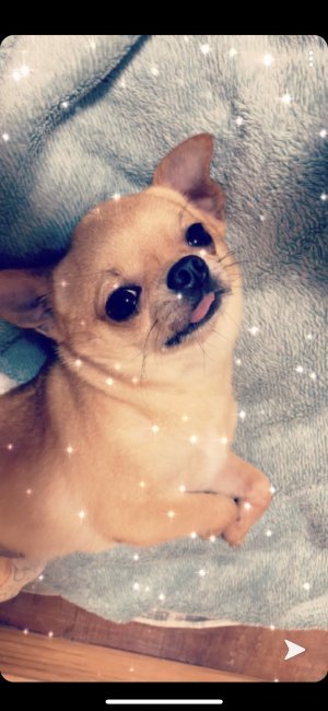 中本　ゆき乃(なかもと　ゆきの)ブリーダー(沖縄県・チワワ(スムース)など・JKC登録)の紹介写真1