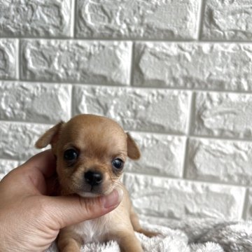 チワワ(スムース)【沖縄県・女の子・2025年3月21日・フォーン】の写真「長女ちゃん🎀」