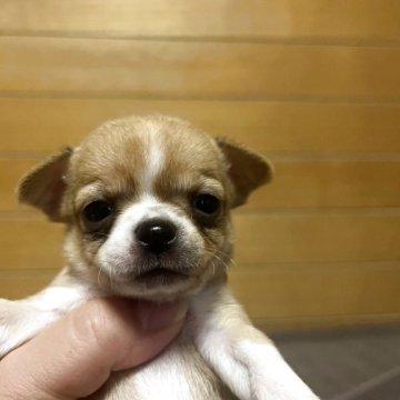 チワワ(スムース)【沖縄県・女の子・2025年3月21日・フォーン&ホワイト】の写真「四女ちゃん🎀」