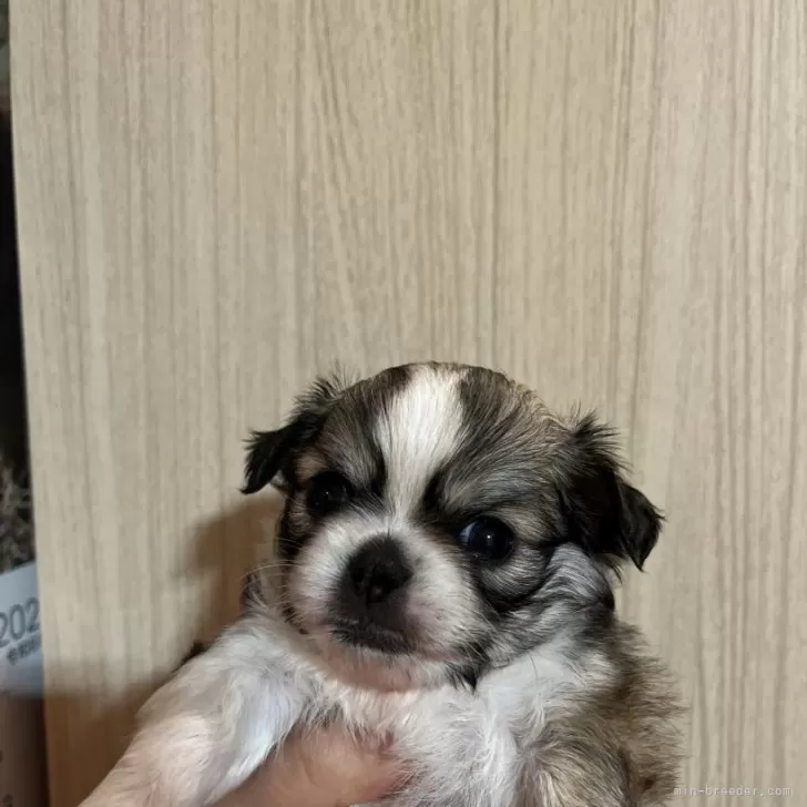 ID：2403-00604の子犬