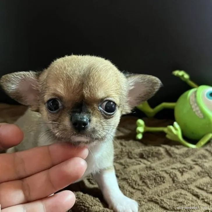 K.Y 様のお迎えした子犬